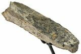 Fossil Dinosaur Limb Bone Section w/ Metal Stand - South Dakota #294809-1